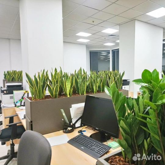 Сансевиерия, взрослые и отростки