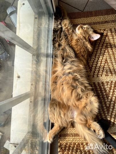 Кошке нужна помощь и новый дом