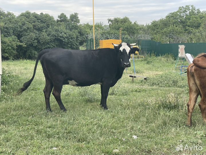 Коровы стельные