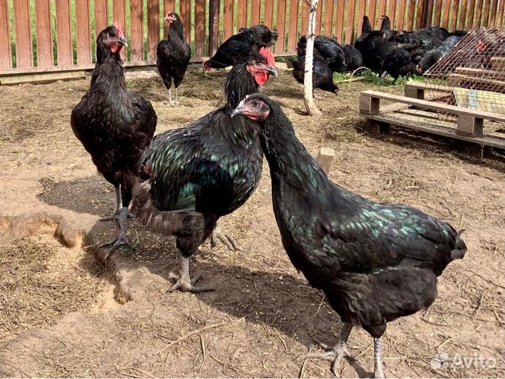 Куры молодки Джерсийский гигант Петухи Род-айленд