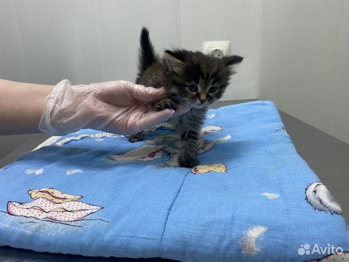 Пушистые котята