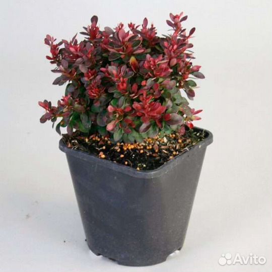 Пузыреплодник, барбарис