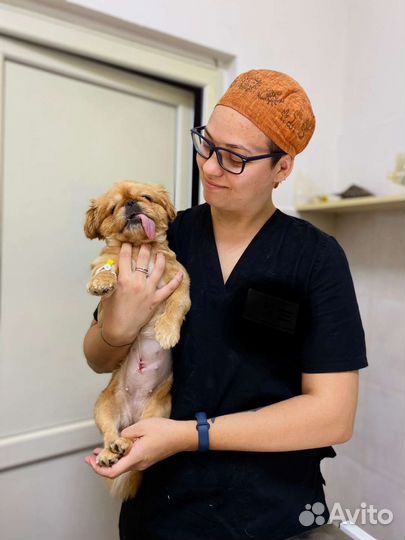 Ветеринарный врач выезд на дом