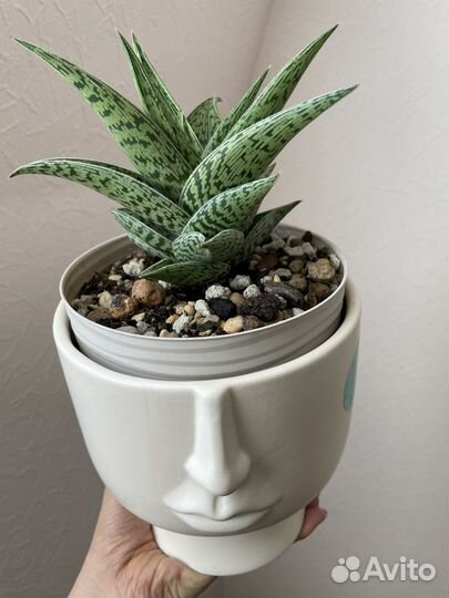 Сортовое Алоэ Вариегата Трибал