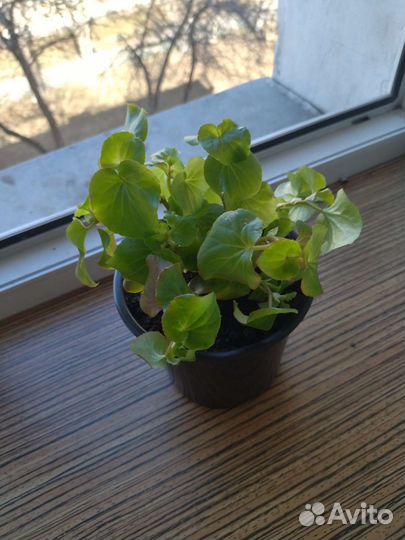 Бегония вечно сведущий