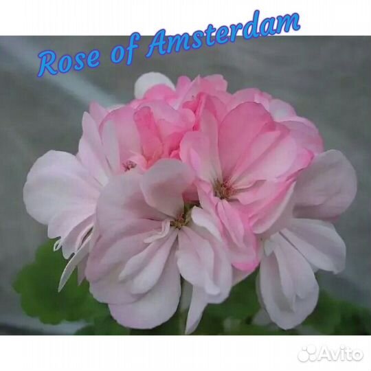 Пеларгония (герань) Королевская Сортовые зональные