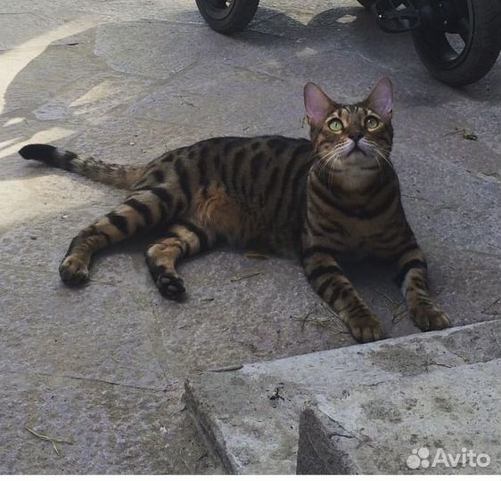 Кот бенгальский в дар