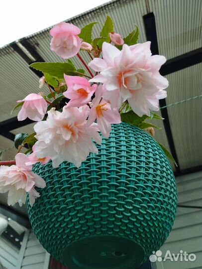 Бегония ампельная