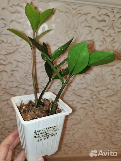 Замиокулькас Замифолия