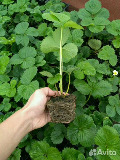 Клубника, рассада