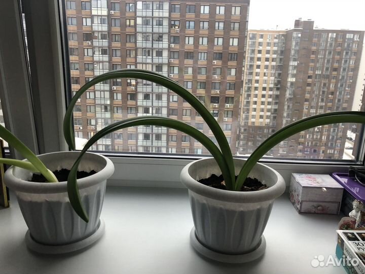 Гиппеаструм