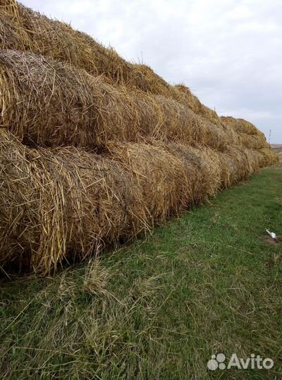 Сено в рулонах Суданка