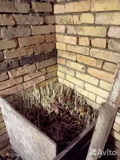 Картошка семенная