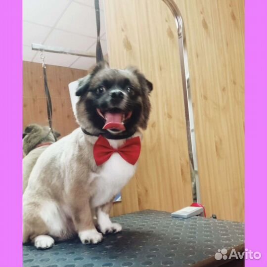 Груминг (стрижка и уход за животными) Пашино