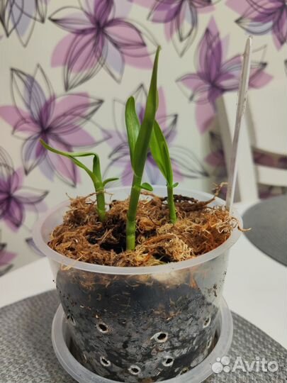 Орхидея дендробиум