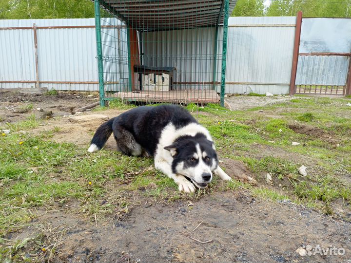 Кобель для вязки