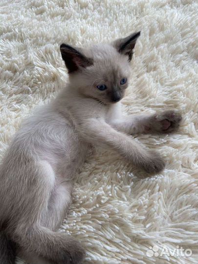 Тайские котята