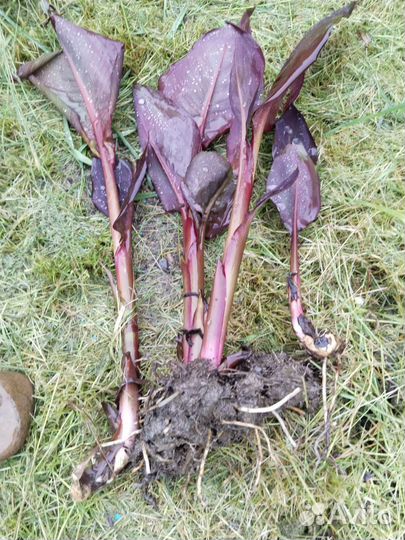 Многолетник. Клубни канны краснолистной