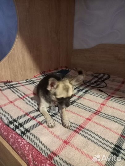 Чихуахуа mini девочка