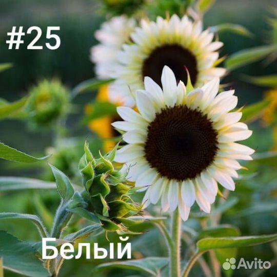 Подсолнух белый