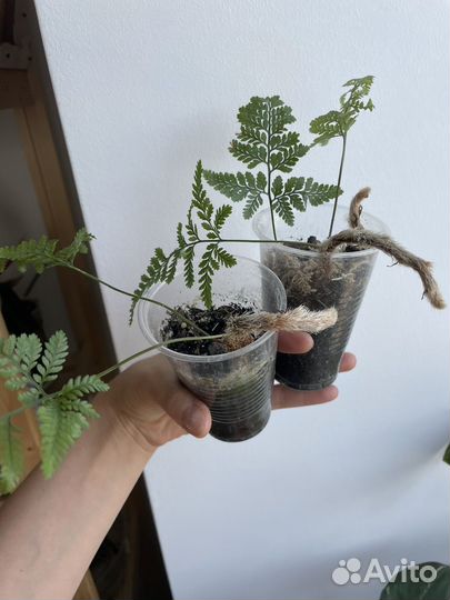 Папоротник даваллия