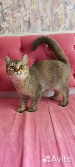 Британская кошка