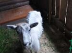 Домашние животные козы