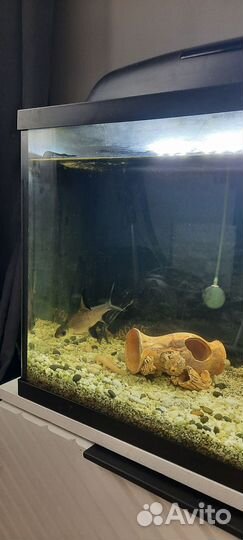 Аквариум с рыбками