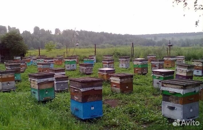 Алтайский мёд в сотах минирамки 2024 года (опт.)