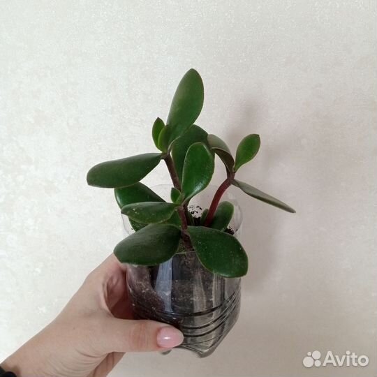 Комнатные растения, цветы, денежное дерево