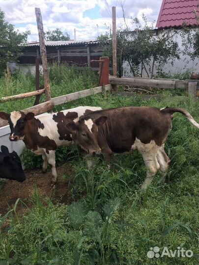 Телята бычки и телки