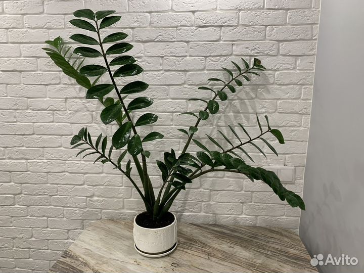 Замиокулькас