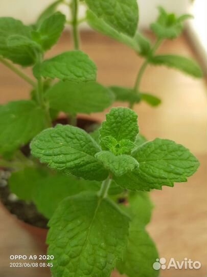 Мята сортовая