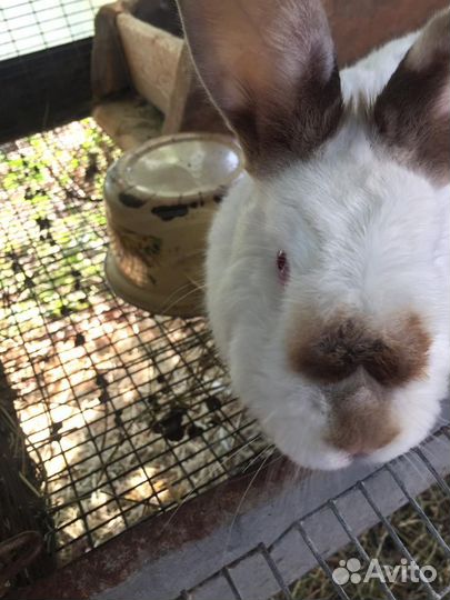 Калифорнийские кролики