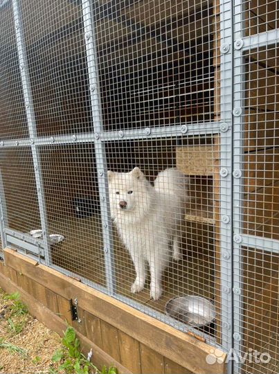 Передержка гостиница для вольерных собак