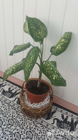 Диффенбахия и Шефлера компакта