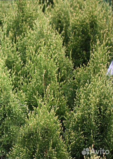 Туя вертикальная 1 (подробности в описании)