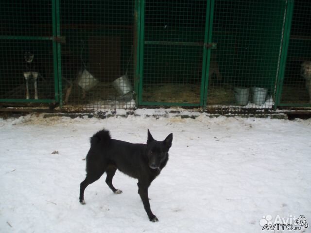 Метисы стаффор, фокс, вельш терьер, бигль, хаски