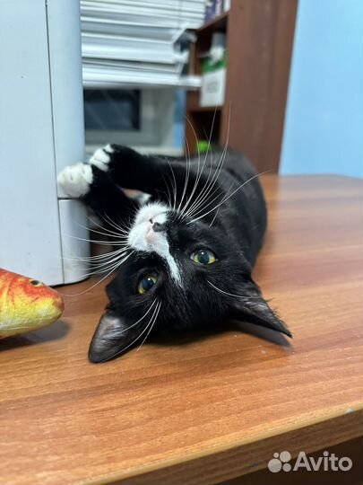 Котенок в добрые руки