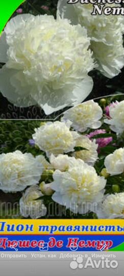 Пион травянистый