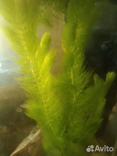 Роголистник в аквариум