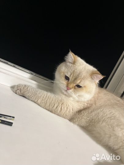 Британская шиншилла вязка