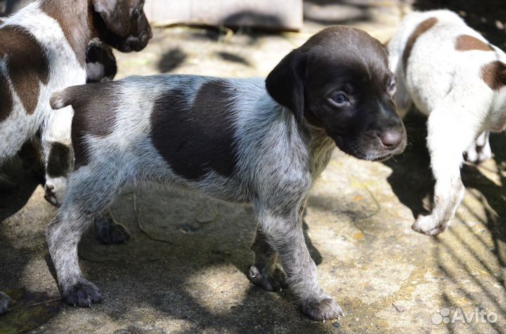 Щенки курцхаара
