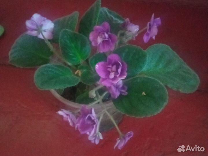 Фиалка продажа