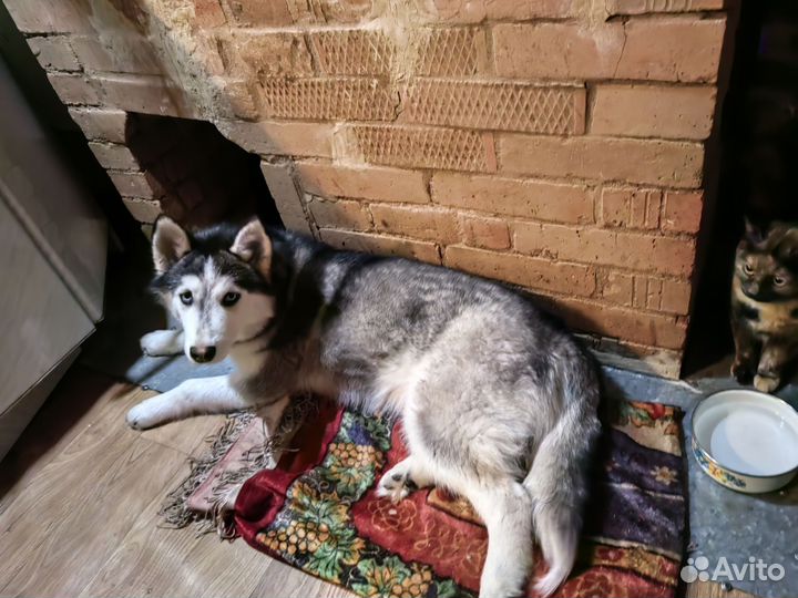 Щенки хаски