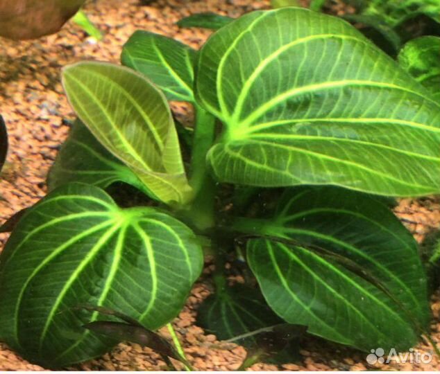 Взрослые большие растения для аквариума