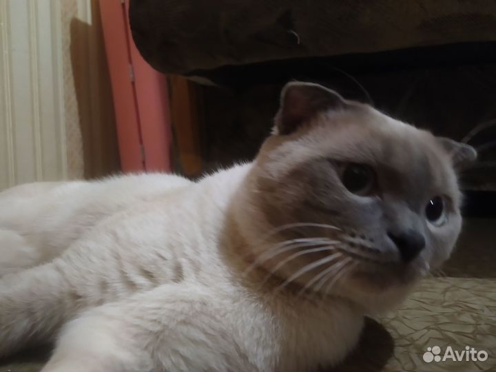 Шотландский кот вязка