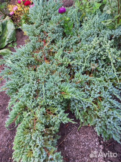 Можжевельник