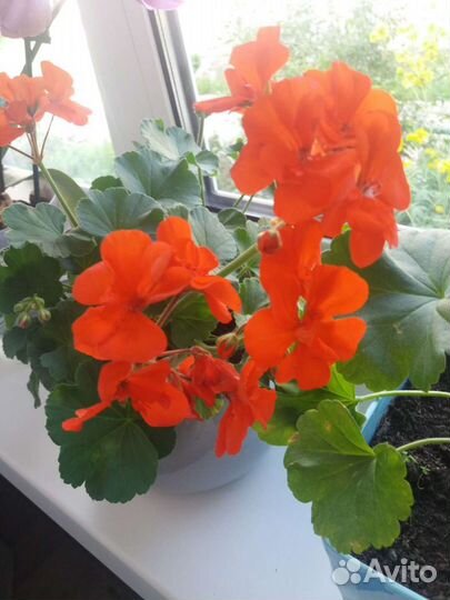 Пеларгония королевская