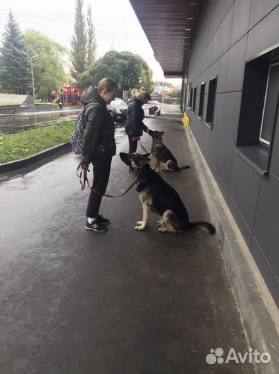 Дрессировка собак